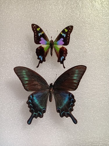 Butterfly crafting bundle - butterfly,