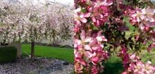 Malus Weeping Candied Apple