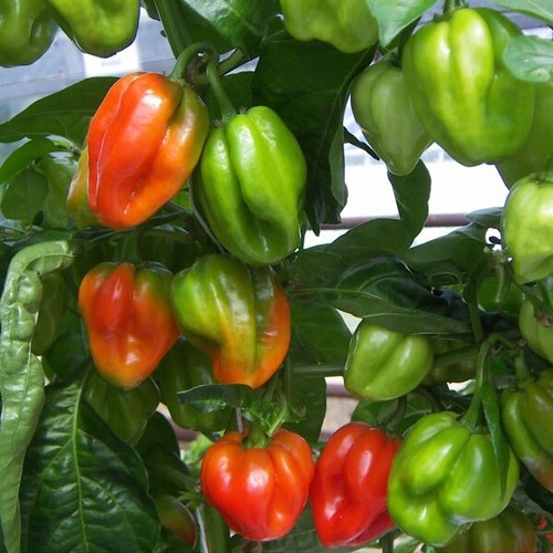 Scotch bonnet chilli - scotch,