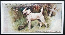 WIRE-HAIRED FOX TERRIER