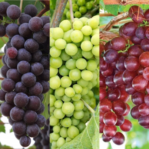 Grape vine plant mix in - grape,