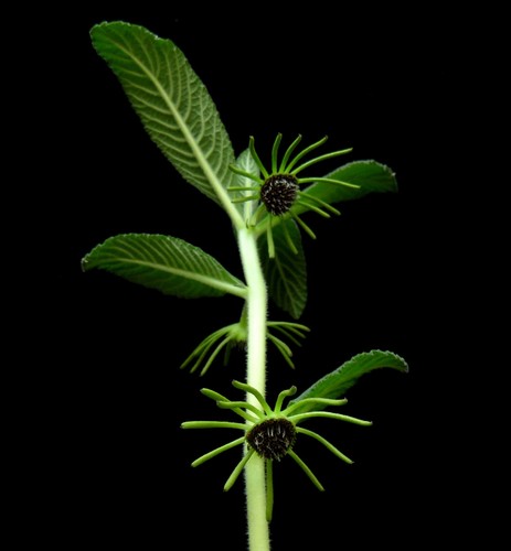 Dorstenia cuspidata euphorbia - dorstenia, cuspidata,euphorbia