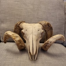 Goat Skull With Horns Medium