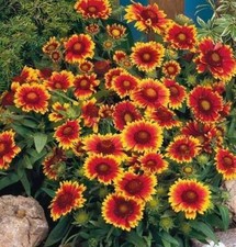 Pack x6 Gaillardia 'Arizona