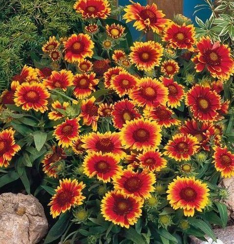 Pack gaillardia arizona - gaillardia, 'arizona