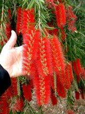 Callistemon Viminalis 10,000+
