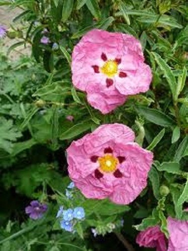 Cistus purpureus plant hardy - plant,