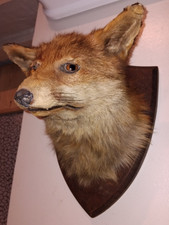 Taxidermy Fox Head Mount closed Jaw Vintage wall by F W Bartlett vulpes vulpes
