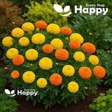 150 Seeds - Dwarf African Marigold Calando Mix - Very Uniform Pot&bed Flower