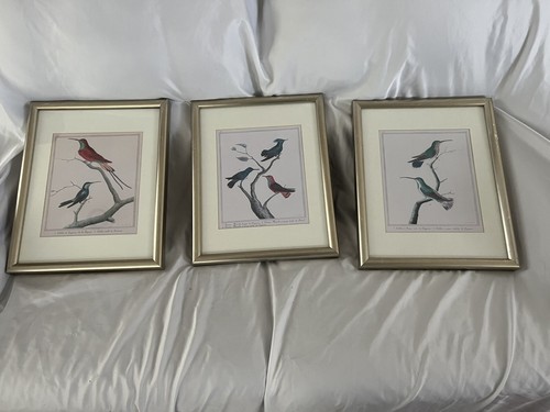 Martinet bird print collection - bird,