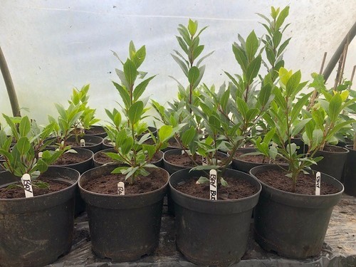 Bay tree hardy herb laurus - hardy, herb*