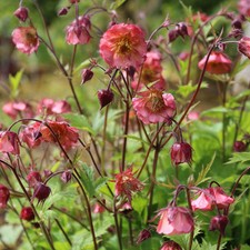 Geum Bell Bank Vivid Pink