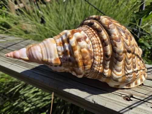Charonia tritonis huge - tritonis,