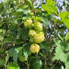 Hop Plants, Rhizomes, Named