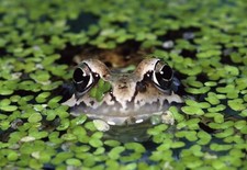 2000++ DUCKWEED FLOATING