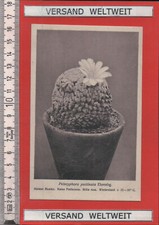 Otto Stoye: Pelecyphora