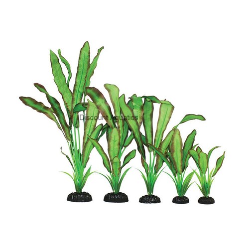 Echindorus green red - , &
