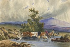 Cattle & Sheep In Mountain