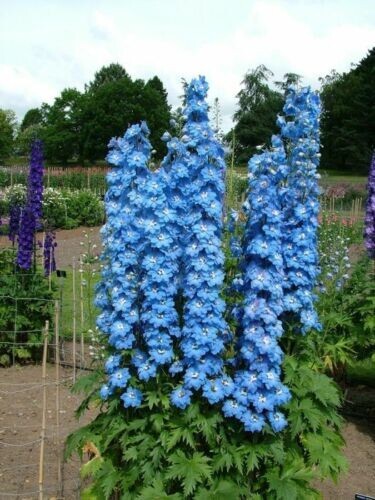 Plant plug delphinium - x, blue