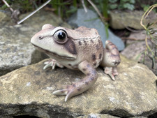 Vivid Arts Real Life Frog
