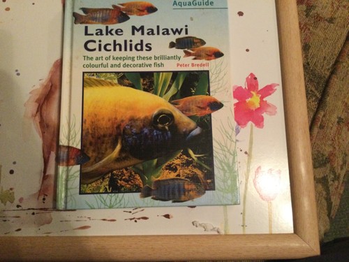 Lake malawi cichlids - malawi,