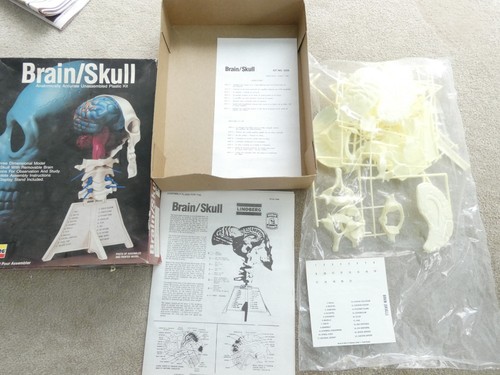 Vintage lindburg brain skull - vintage, brain-skull