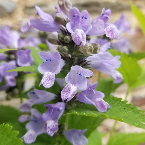 Nepeta blue panther - 2x, |