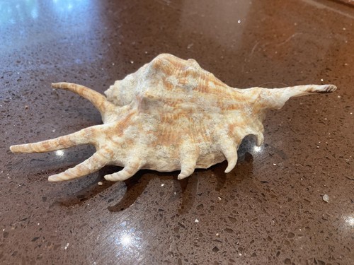 Spider conch shell lambis - conch, ‘lambis
