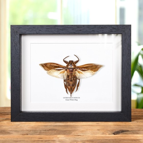 Giant water bug - ,