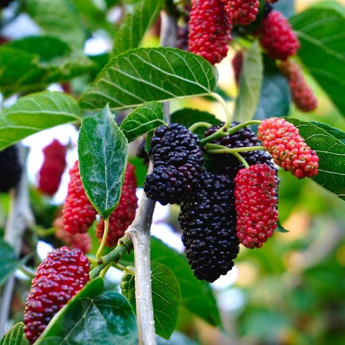 Mulberry mojo berry - mulberry,