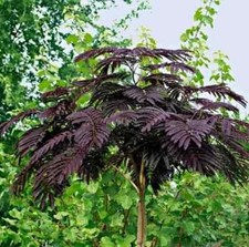 Purple Silk Tree 'Summer Chocolate'  RARE Exotic Perennial Garden Plants 9cm Pot