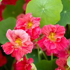 6 x Nasturtium Cherry Rose