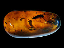 Multi Inclusion Burmese Amber
