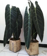 Philodendron Melanochrysum House Plant  in 13 Cm Pot