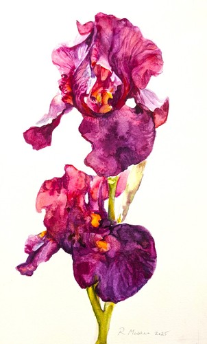 Iris flower watercolour