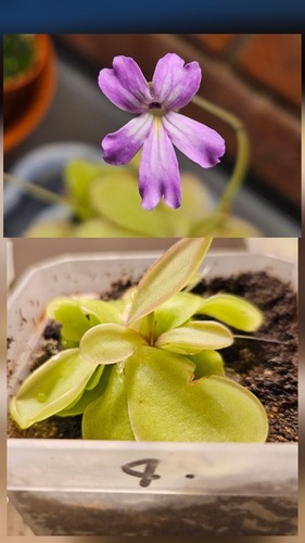 Pinguicula emarginata 4 - pinguicula, no.4
