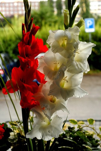 Gladioli red and white - 20,