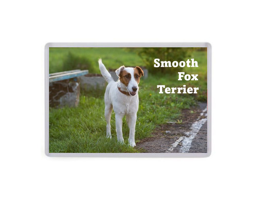 Smooth fox terrier - fox,