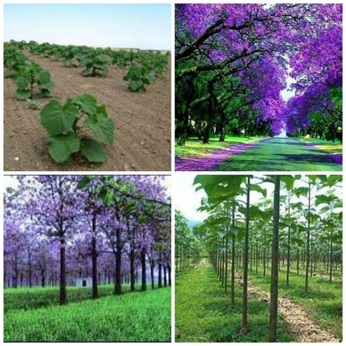 Paulownia elongata pink - paulownia,