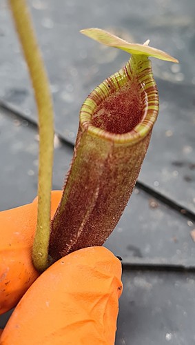 Nepenthes rajah lowii - x,