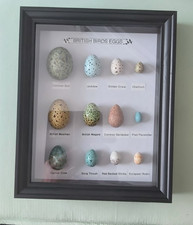 Framed replica birds - birds, eggs