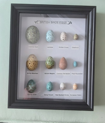 Framed replica birds eggs - framed,
