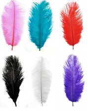 Feather ostrich fowl - ostrich, or