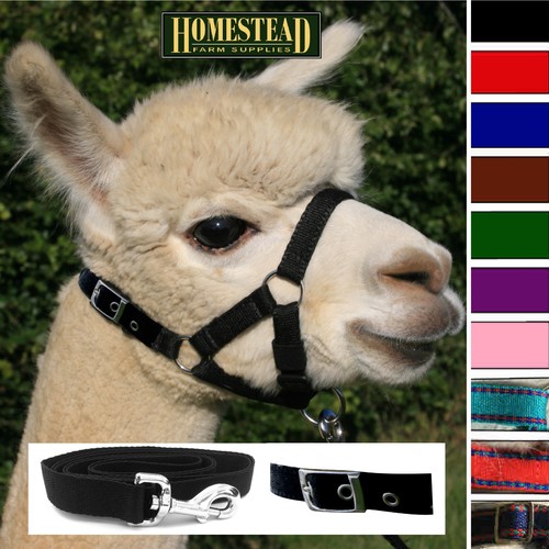 Llama alpaca headcollar buckle - alpaca,