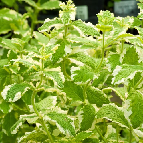 Variegated apple mint plant - variegated, |