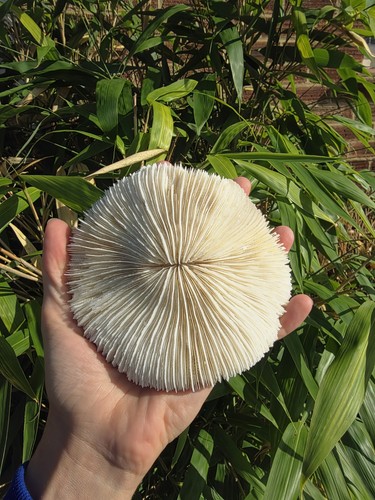 Natural white mushroom - white, coral