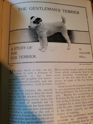 1911 article fox terrier - 1911,