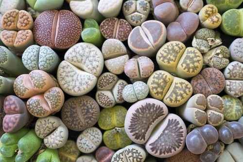 Lithops mixed seeds living - 10,
