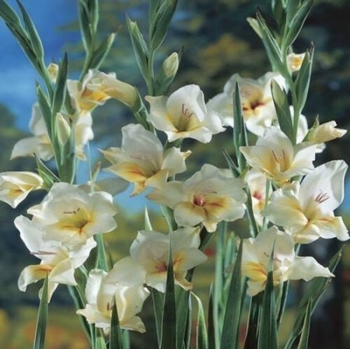 Gladioli nanus white - gladioli,