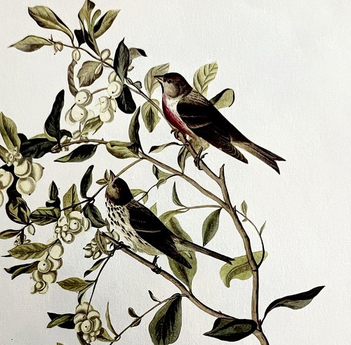 Redpoll 1950 lithograph - redpoll,